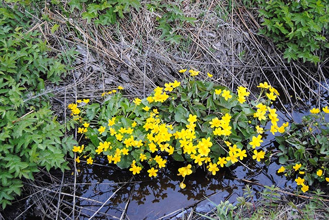 Marsh-Marigold